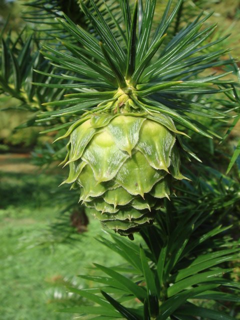 Cunninghamia lanceolata fruit